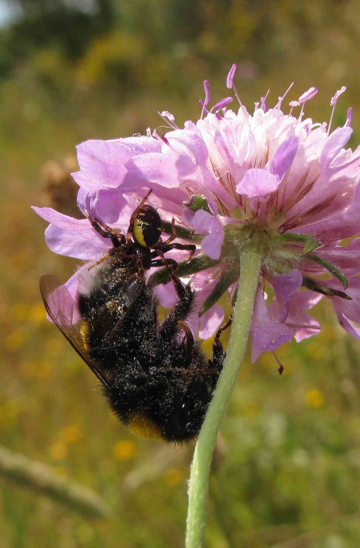 Synema globosum